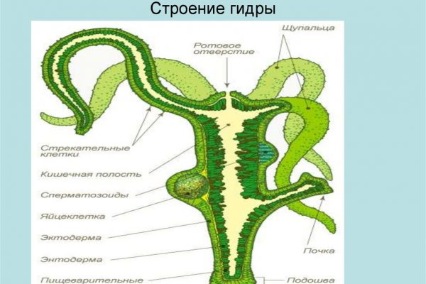 Кракена точка нет