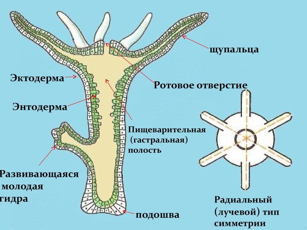 Кракен 2kr pro
